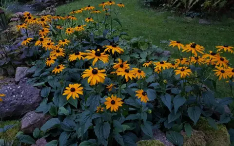 En rabatt med soliga rudbeckia fulgida blommor som lyser upp trädgården.