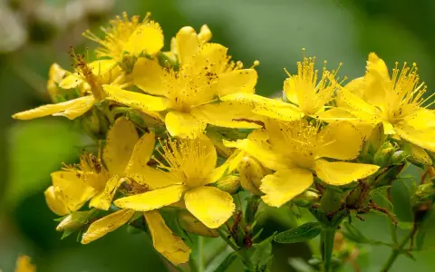 En klase lysande gula blommor av **hypericum perforatum** (johannesört) med sina karaktäristiska ståndare.