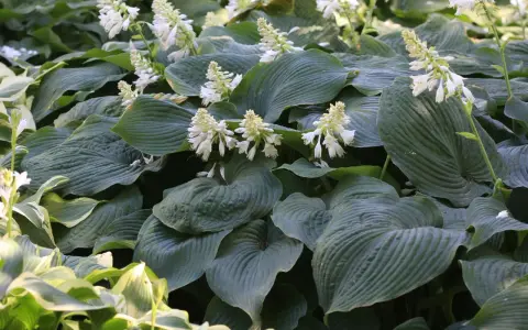 En tät plantering av hosta 'Royal Standard' med stora, mörkgröna blad och spiror av vita blommor.