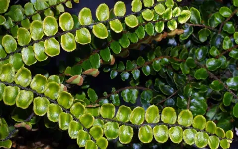 Närbild på en frodig växt med små, runda, gröna blad som sitter tätt längs mörka stjälkar. Bladen påminner om de hos Polypodium vulgare.