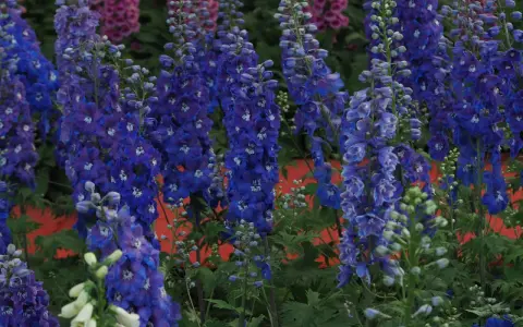 A cluster of tall, vibrant blue delphiniums with hints of purple and white flowers in a garden.