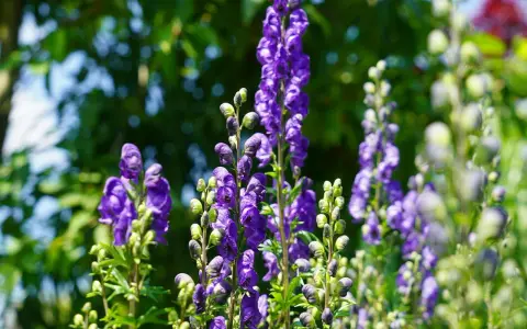 Blå stormhatt, även känd som Aconitum napellus, blommar i en lummig trädgård.