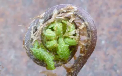 En nyutslagen ormbunke, Matteuccia struthiopteris, vars blad rullar ut sig ur en brunaktig stängel.