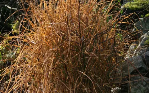Torkad miscanthus flamingo i gyllene höstfärger, med stenar och grönska i bakgrunden.