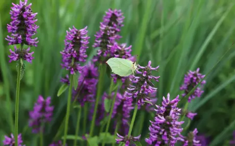 En ljusgul citronfjäril vilar på en lila blomställning av betonica officinalis.