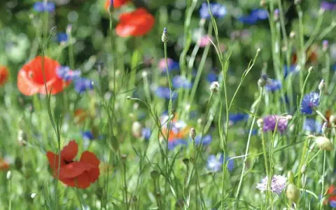 En äng med röda vallmo och blåklint, typiska svenska blommor i full blom.