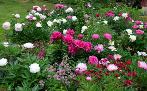 En frodig rabatt fylld med blomstrande pioner i olika nyanser av rosa, vitt och cerise. En dröm för alla som älskar pioner.