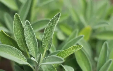 Närbild på salvia officinalis bladverk. Bladen är grågröna, sammetslena och har en tydlig ådring.