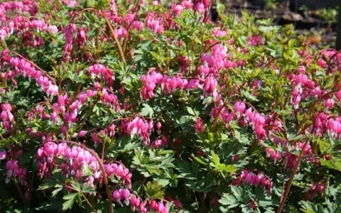 En buske med många hängande, hjärtformade blommor i rosa och vitt. Lamprocapnos spectabilis blommar vackert i trädgården.