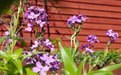 Lila blommor, liknande achillea ptarmica, blommar framför en röd trävägg i en svensk trädgård.