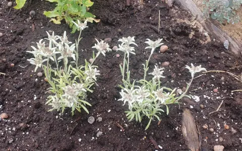 Två grupper av leontopodium alpinum, även kända som edelweiss, blommar i mörk jord.