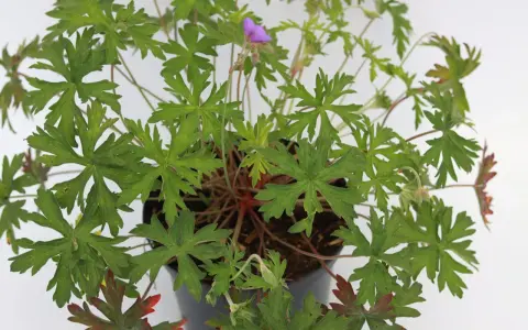 En kruka med en frodig Geranium 'Brookside' med gröna, flikiga blad och en ensam lila blomma.