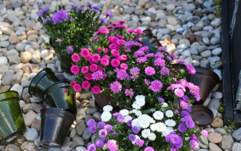 Färgglada aster dumosus i krukor på grus. Ljuvliga rosa, lila och vita blommor som lyser upp.