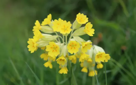 En klase solgula gullvivor, en fridlyst blomma, lyser upp den gröna ängen.