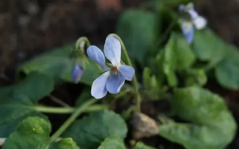 En ljuslila viol, viola odorata, blommar bland gröna blad.