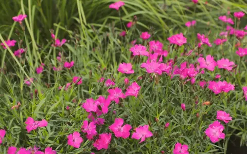 En matta av lysande rosa nejlika perenn blommor mot en bakgrund av grönt gräs.