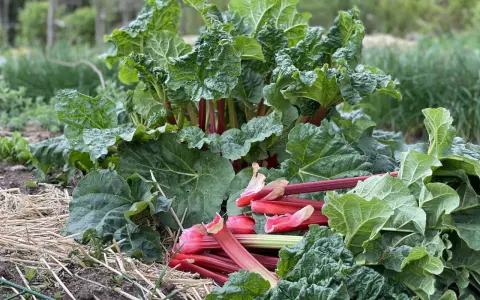 En frodig rabarberplanta, Rheum rhabarbarum, med saftiga röda stjälkar redo att skördas.