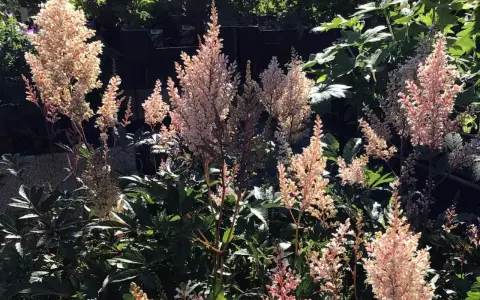 Många fluffiga blomställningar av astilbe arendsii-gruppen i nyanser av rosa och vitt, badande i solljus.