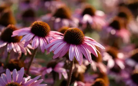 Närbild på en äng med många rosa blommor av arten bistorta officinalis. Solen lyser genom kronbladen.