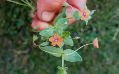 En hand håller en gren med små, orange pimpernel blommor. De har en lila mitt och gula ståndare.