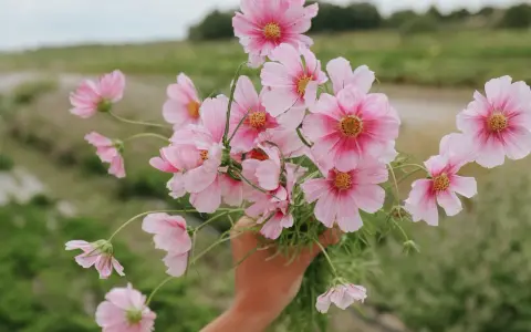 En hand håller en bukett ljusrosa blommor, liknande aster amellus, mot en suddig grön bakgrund.