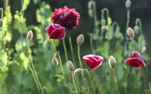 Röda vallmo, Papaver nudicaule, blommar i solljus. Knoppar och blommor i en lummig trädgård.