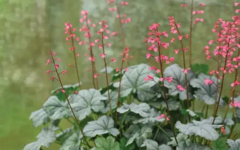 Vackra rosa blommor på alunrot giftig. Silvergröna blad bildar en tät bas.