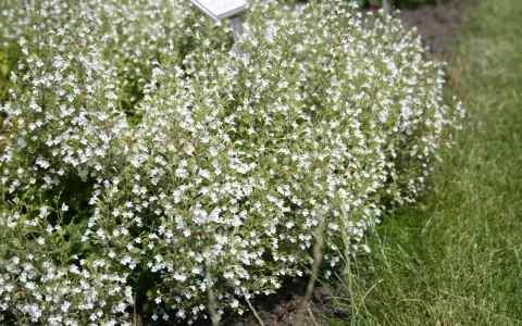 En tät buske med små vita blommor, calamintha nepeta, växer vid en gräsmatta.