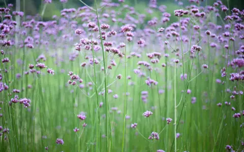 En äng fylld av lila verbena sorter, med höga stjälkar och små blommor som svajar i vinden.