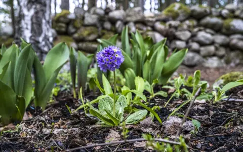 En ensam, vacker violett blomma står stolt i en trädgård med en stenmur i bakgrunden.