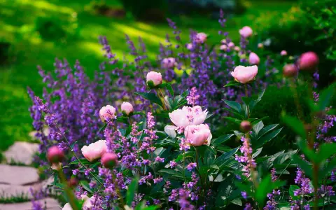 En lila perenn i full blom, omgiven av mjuka rosa pioner. En idyllisk sommardröm i trädgården.