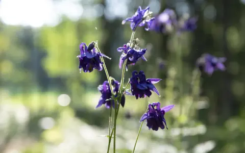Mörklila aklejor blommar i solljus. Deras unika kronblad liknar små dansande figurer i den lummiga trädgården.