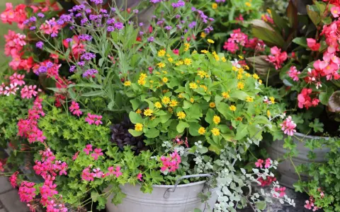 En blomstrande rabatt med lila verbena perenn, rosa pelargoner och gula blommor i en zinkbalja.