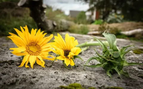 Två solgula blommor av arten Heliopsis helianthoides ligger på en sten. En grön knopp ligger bredvid.