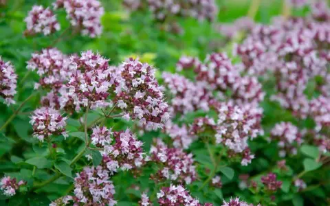 En tät matta av origanum vulgare, med små lila och vita blommor som spirar ur gröna blad.