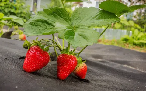 Röda, mogna fragaria ananassa hänger från en planta med gröna blad, redo att plockas.