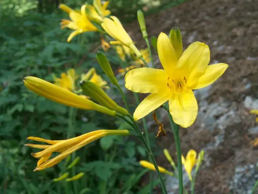 En gul daglilja vit blommar i fokus, med knoppar och andra blommor i bakgrunden.