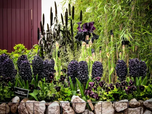 En rabatt med mörka, nästan svarta blommor som hyacinter och irisar, omgivna av gröna växter och bambu.