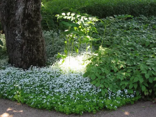 En stor trädstam står bredvid en matta av små vita blommor, troligen waldsteinia vit. Solen lyser genom lövverket och skapar en ljus fläck bland de gröna växterna.