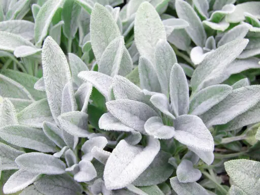 Närbild på mjuka, ludna blad av Stachys byzantina, även känd som lamöron. Bladen är grågröna och har en sammetslen yta.