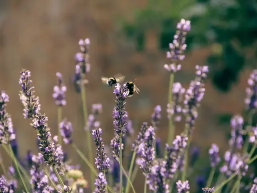 Två bin surrar bland lila blommor av salvia pratensis.