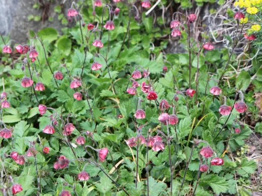 En grupp **geum rivale** blommor med sina karakteristiska hängande, rödrosa blommor bland gröna blad.