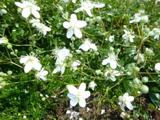 Små vita blommor av potentilla tridentata Nuuk växer tätt bland grön mossa och blad.