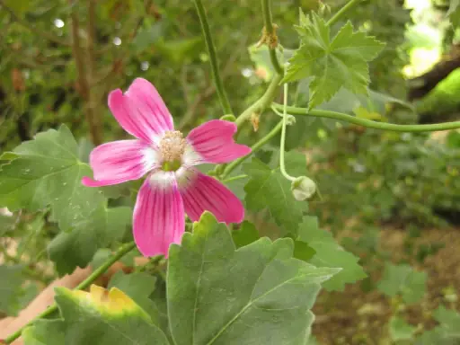En vacker, rosa malva blomma med fem kronblad och en ljus mitt. Den växer bland gröna blad och en knopp.