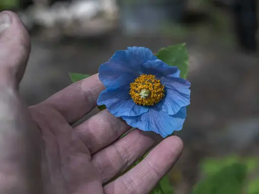 En hand håller en blå meconopsis betonicifolia med gul mitt.