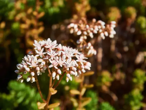 En klase av små, vita blommor, en vit fetknopp, blommar i solljus. Bakgrunden är suddig med gröna och bruna blad.