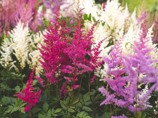 A cluster of vibrant pink, purple, and white astilbe flowers with feathery plumes and dark green foliage.