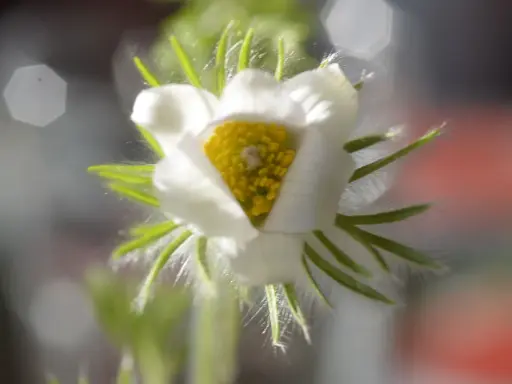 En vit pulsatilla vulgaris med gul mitt, omgiven av ludna gröna blad.