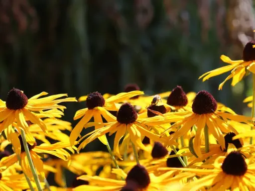 En solig dag med en humla som besöker en gul rudbeckia perenn. Blommorna lyser i gult med mörka mittar.