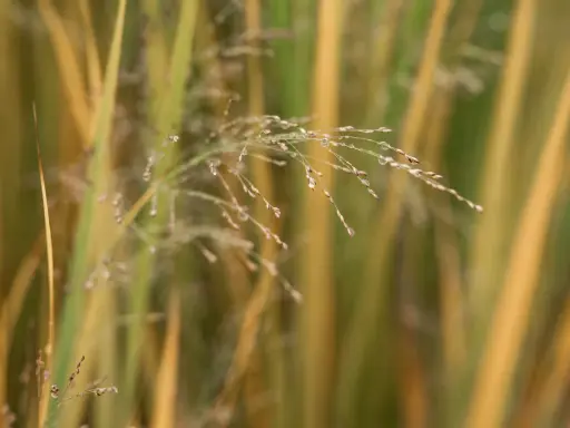 Vatten droppar på en fin blomställning av Panicum virgatum 'Northwind'. Grässtråna skiftar i grönt och guld.